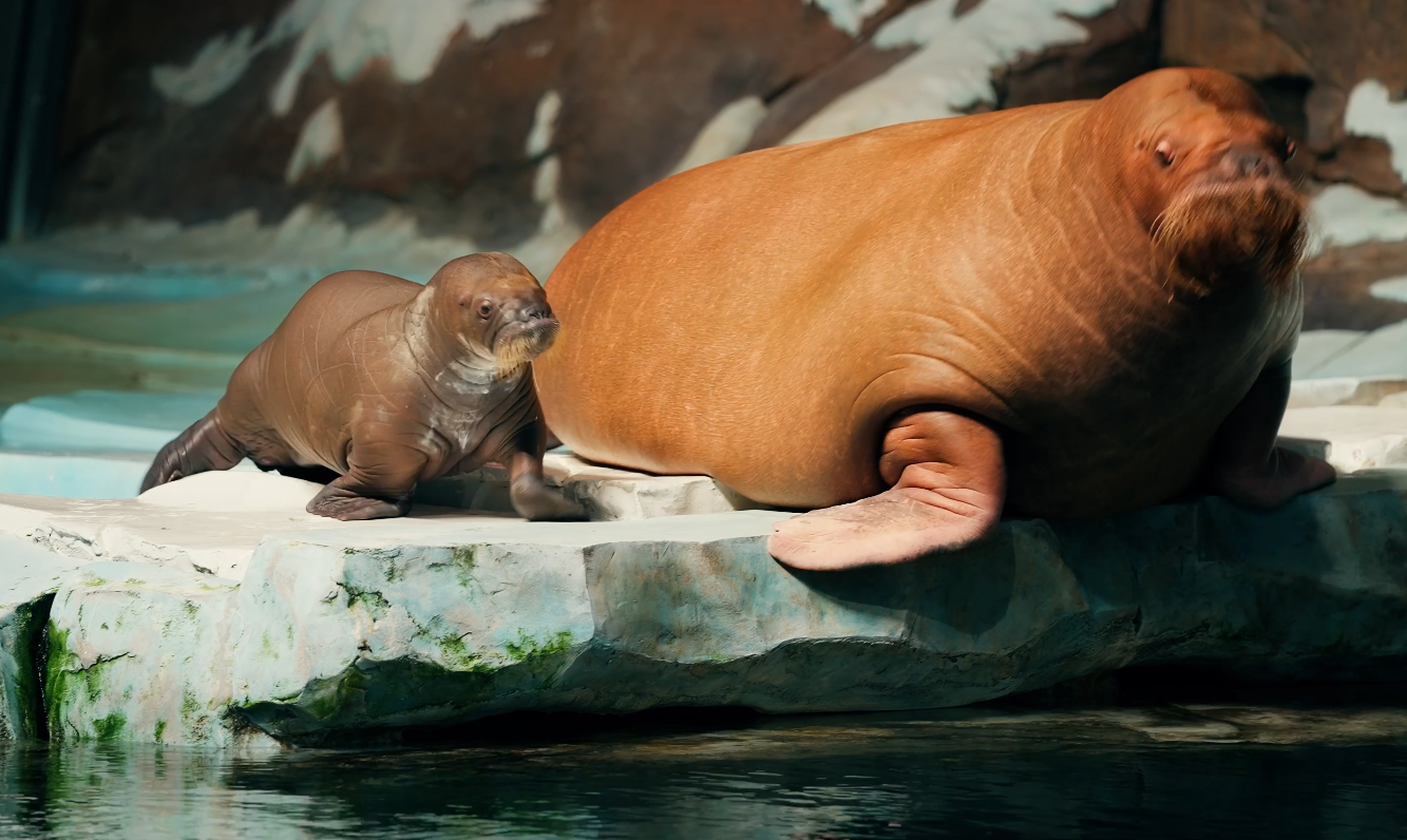 Mother and calf